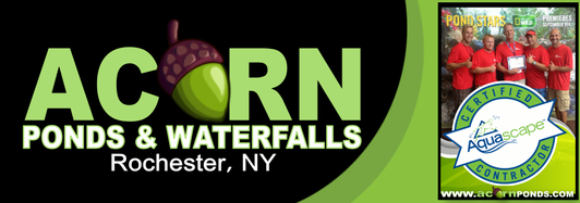 New York's Pond Cleaning, Leak Repair & Algae Control Service Experts - Acorn