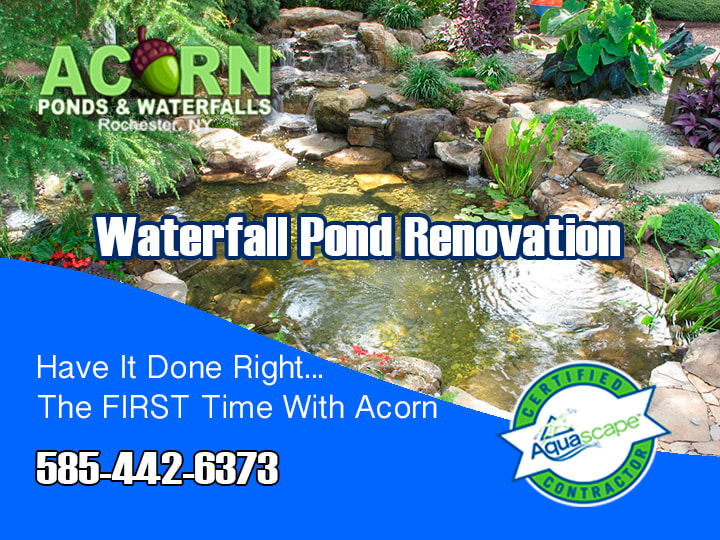 Pond Repair & Renovation Service Contractor Rochester New York (NY) Acorn Ponds & Waterfalls  cover image